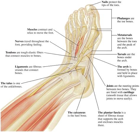 description for feet pictures|Foot Anatomy Detail Picture Image on MedicineNet.com